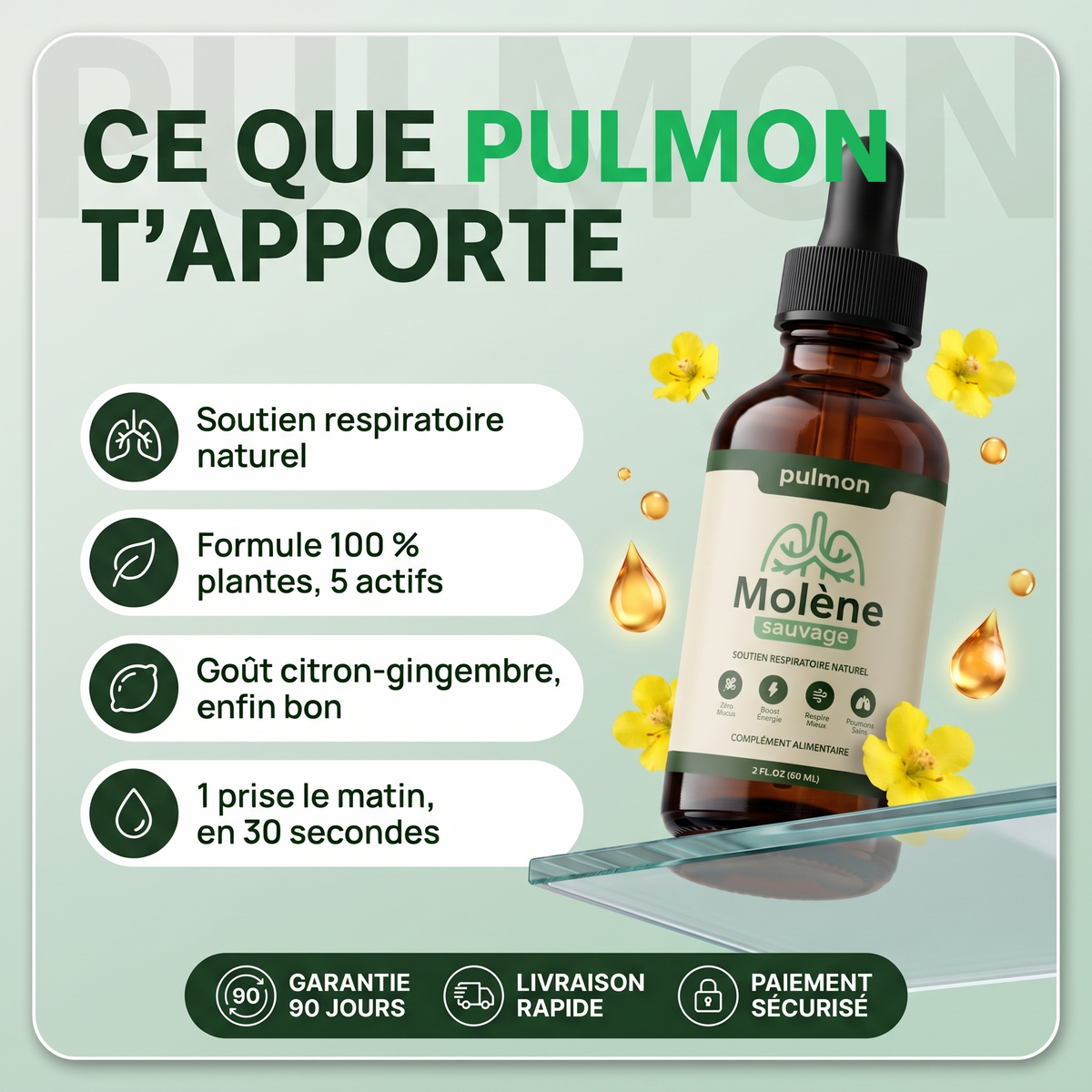 Pulmon Molène Gouttes
