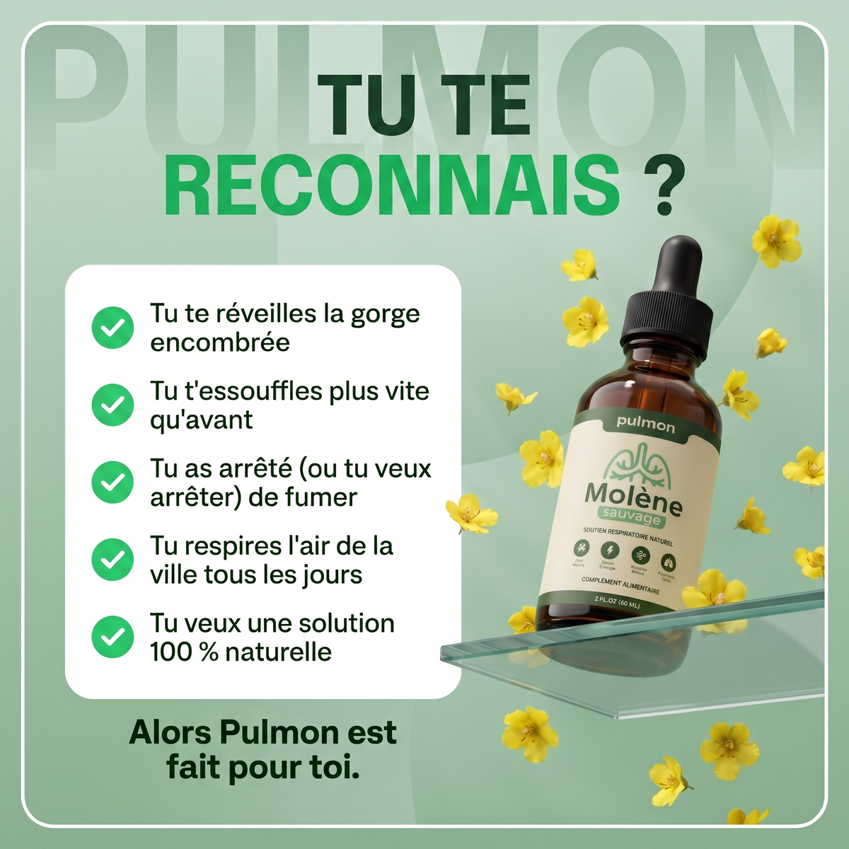 Pulmon Molène Gouttes