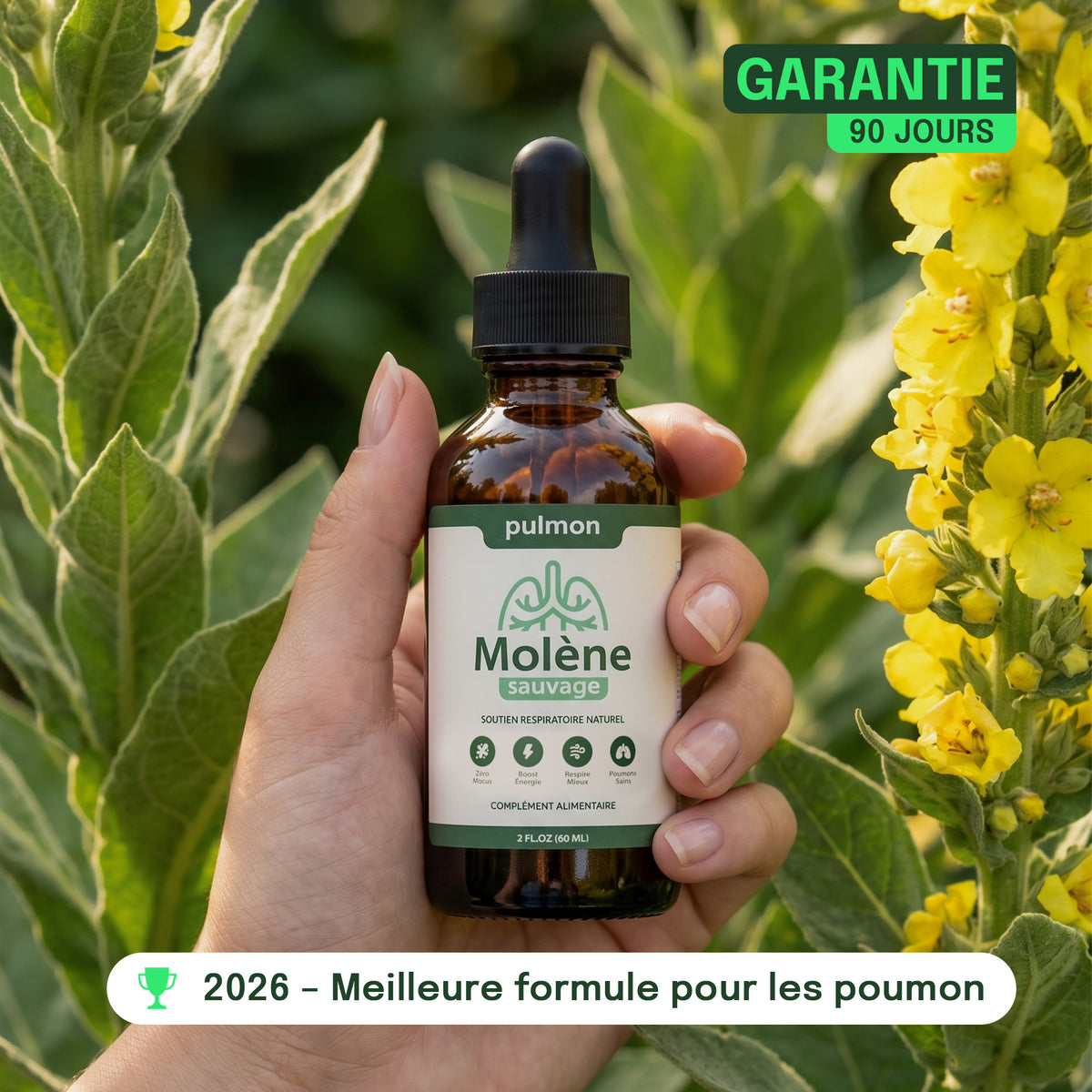Flacon de PULMON Molène Gouttes tenu en main devant des fleurs de molène